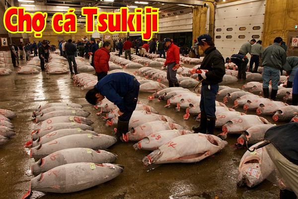 Cho ca Tsukiji