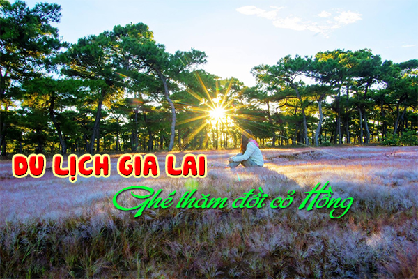 Rực rỡ đồi cỏ Hồng ở Gia Lai thu hút đông đảo giới trẻ