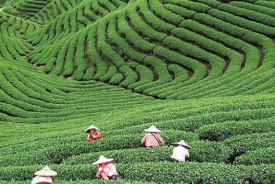 longjing tea fields
