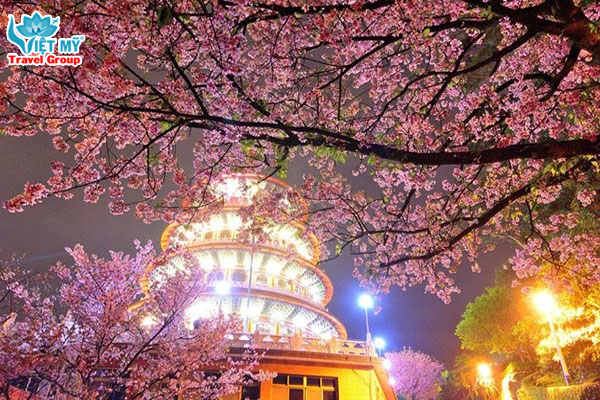 Ngắm mùa hoa anh đào nở rộ ở Đài Loan